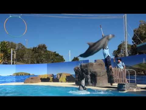 Dolphin Marine Magic - Coffs Harbour