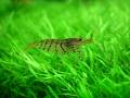 videos de Tiger Shrimp