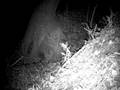 videos de 11 15 08 Flying Squirrel BH.AVI