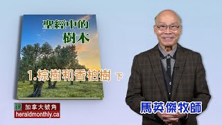 棕樹和香柏樹（下）
