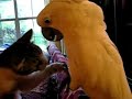 Parrot and cat play footsie