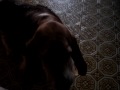 Lucy wants a treat.