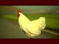 The Chicken