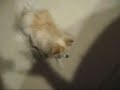 Dolce - Part V Dolce - Part V