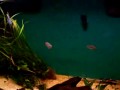 Rainbowfish 1 Rainbowfish 1