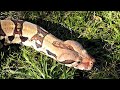 This is a test of the HD video quality from the Panasonic Lumix DMC-ZS3. This is a small point-and-shoot camera that takes excellent 10 MP photos and shoots HD video (720p) using AVCHD Lite.