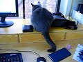 Lola swishes her tail