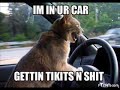 Funny ANIMAL pics Funny ANIMAL pics