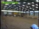 Dressage to Music - Dales Ponies