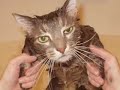 Sad Wet Cats - Hilariously Funny! - poor kitties