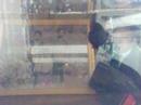 betta splenden voile court