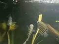 videos de 75 gallon Aquarium, So. American, Growout, Green Terror, Severum