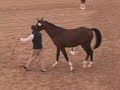 RESERVE NATIONAL CHAMPION AVAILABLE