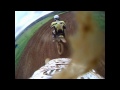 Motocross video 4 of 4, Weedon MX Track