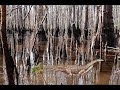 frogs eat crocodiles