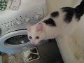 Basya - The Turkish Van Cat - bathroom 2 (video 7) Basya - The Turkish Van Cat - bathroom 2 (video 7)