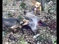 cili i walujew.mp4