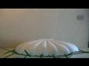 plante-carnivore1