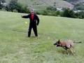 24.7.2008.Malinois,Zajo trening aport,vek 7.mes.