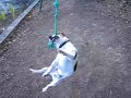 JACK RUSSEL ( Rouky joue � la corde )