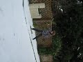 006,nikonrobin,