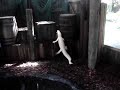 Alligator Leap