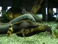 クラウンローチ8歳2