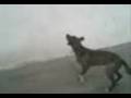 videos de Perro Malevo