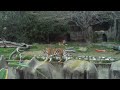 San Francisco Zoo Tiger\