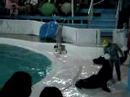 dophins & sea lions
