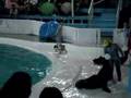 dophins & sea lions
