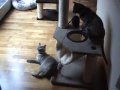 Twirly Girlies (Burmese Cats) Pt2 Twirly Girlies (Burmese Cats) Pt2