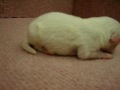 12/07 狐狸狗 Japanese Spitz -母幼犬-日新犬舍