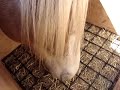 Cinderella and her Slooow Doooown Hay Feeder