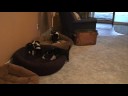 20081121084329.mpg 20081121084329.mpg