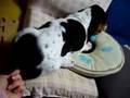 Basset Hound video