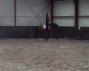 Jazira 070712 Trab und Galopp