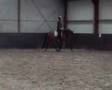 Jazira 070712 Trab und Galopp