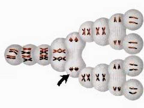 How the Body Works : Gamete Cells