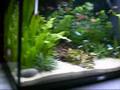 My planted aquarium
