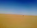 Saluki chasing Gazelle ??????? ???? ???? ?????