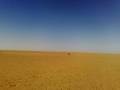 Saluki chasing Gazelle السلوقي ياهو يطرح الظبي