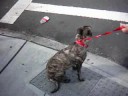 Roxie knows commands Roxie knows commands