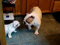 Bulldog Mom and baby playing