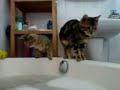 Bengal kittens bath Bengal kittens bath