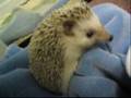 videos de Redwall Book Series Animal Pictures (Real Life)