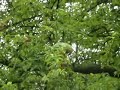 Ring-necked Parakeet (Psittacula krameri)