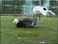 Wascana Waterfowl Park