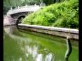 videos de 2008.6.12青年湖路翘嘴白条