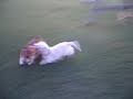 Dogs